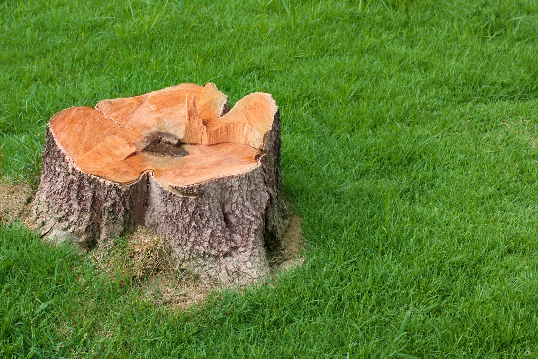 a stump on the ground