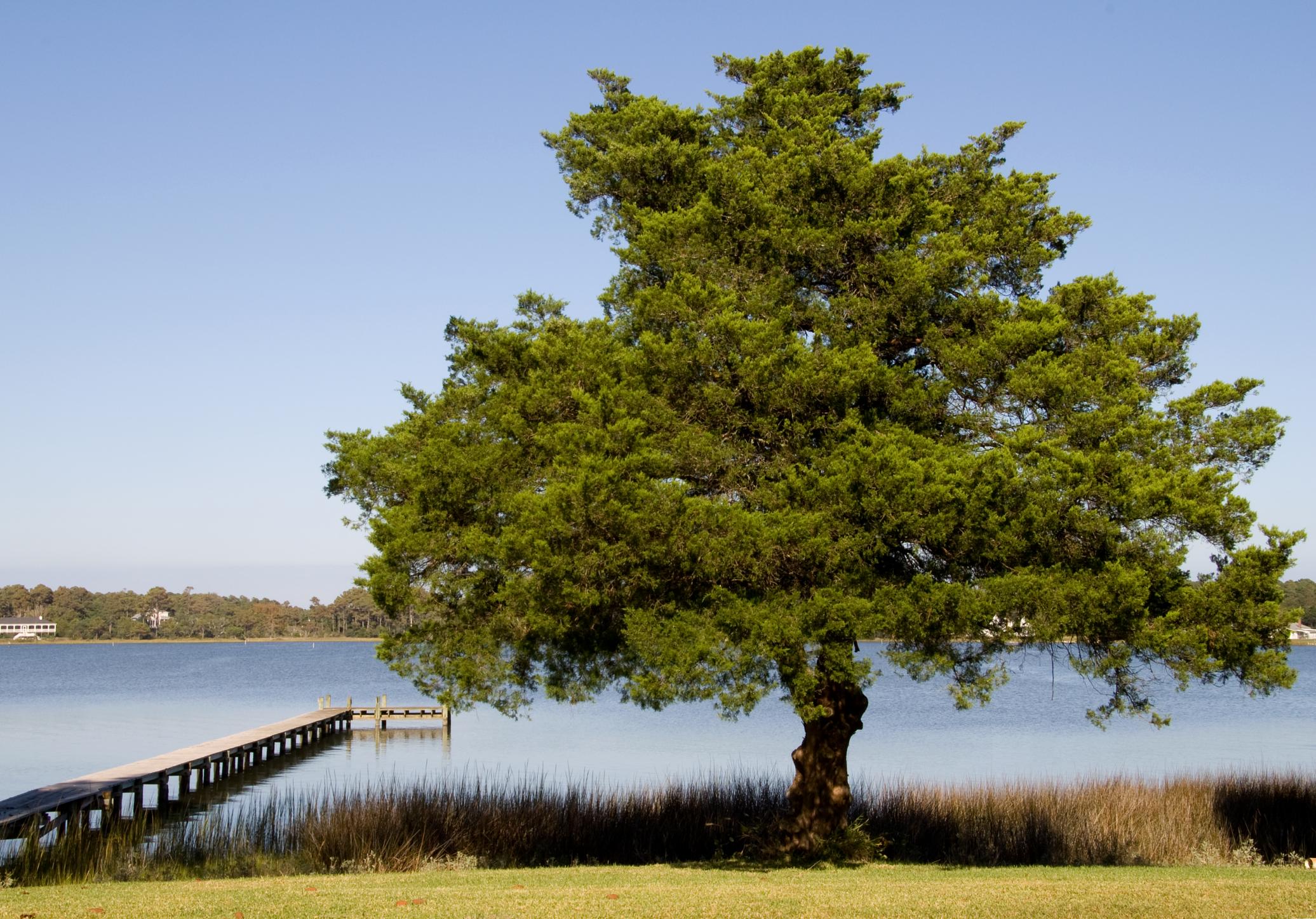 a tree on the lake