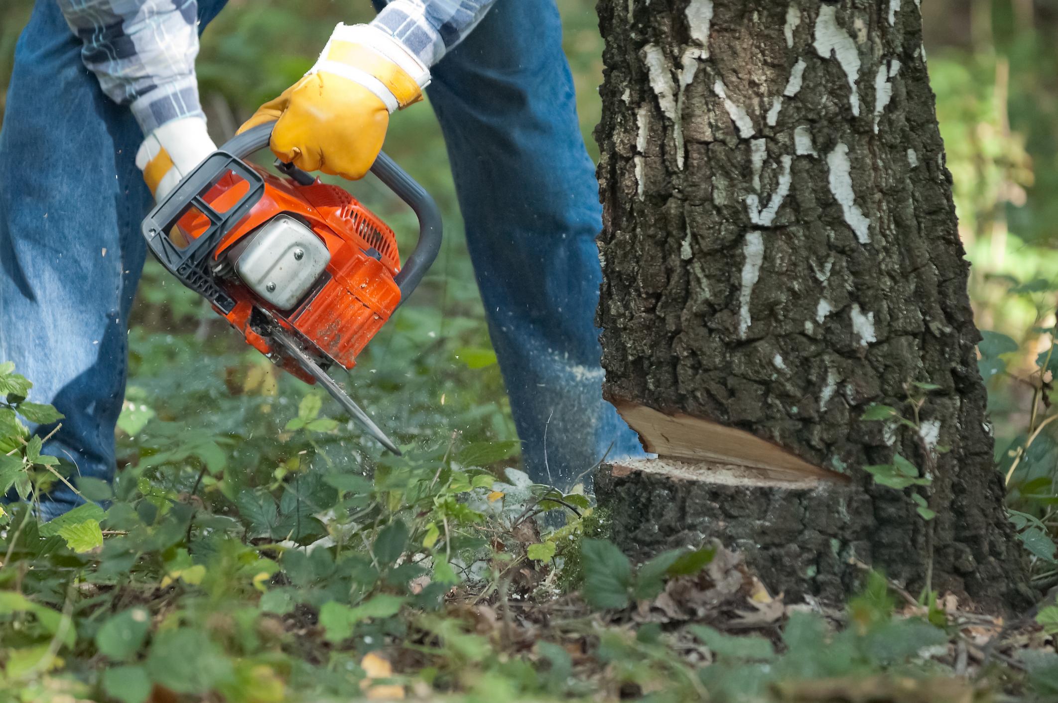 man sawing a tree